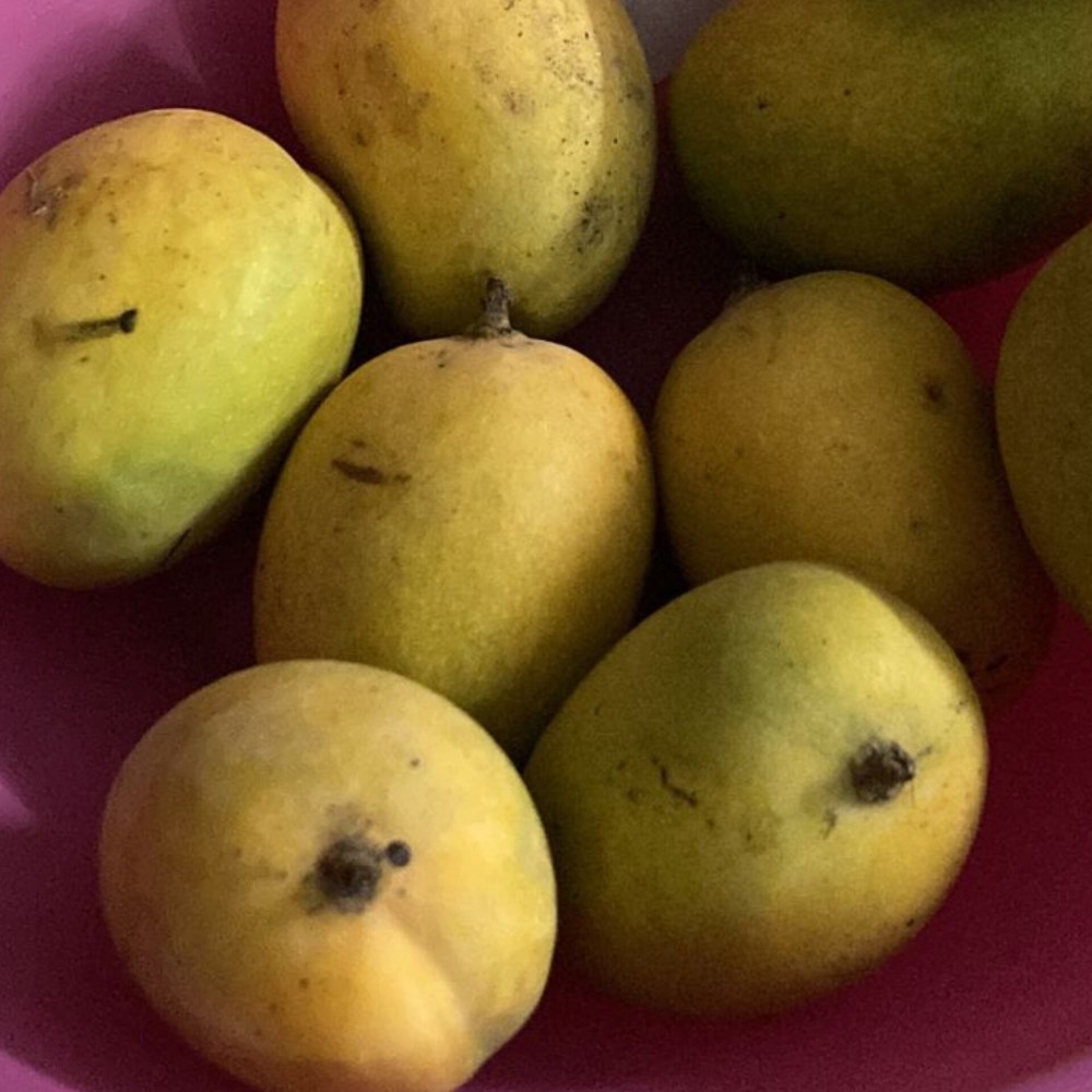 Bansariya Mango variety finds its name from nearby Bansar village and traces its legacy over 70 years at our farm